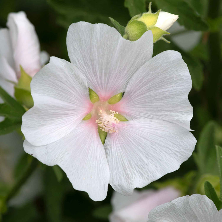 Lavatera Plant 'Marshmellow White Ice'