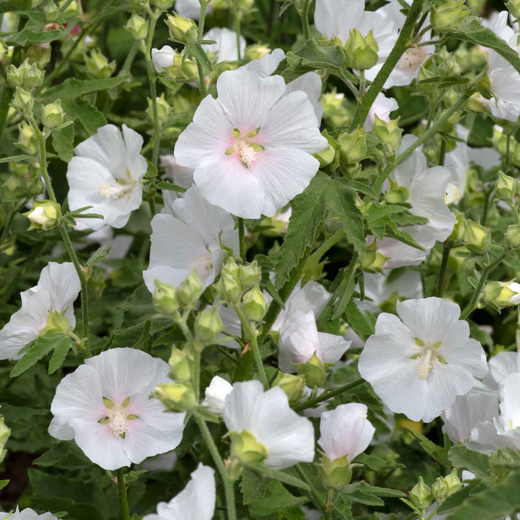 Lavatera Plant 'Marshmellow White Ice'