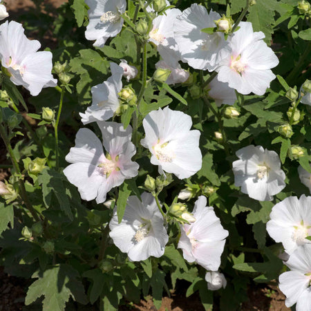 Lavatera Plant 'Marshmellow White Ice'