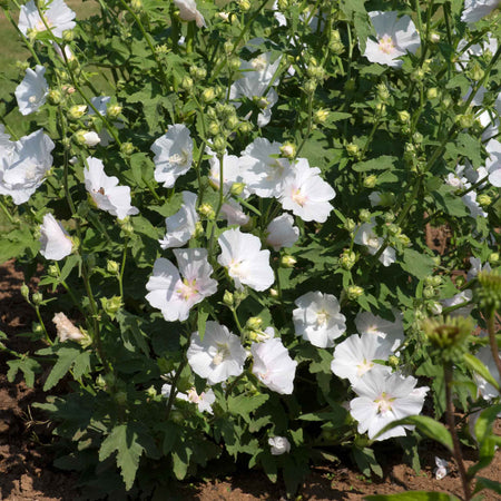 Lavatera Plant 'Marshmellow White Ice'