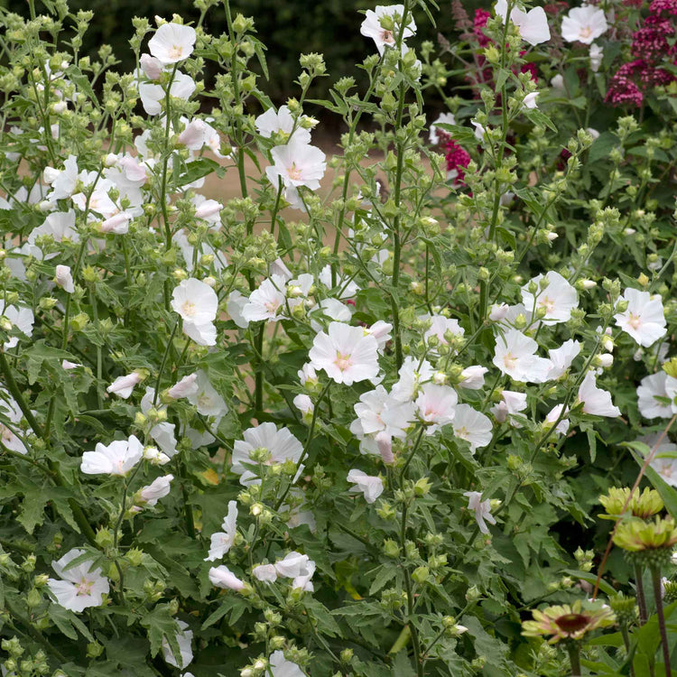 Lavatera Plant 'Marshmellow White Ice'