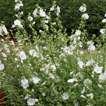 Lavatera Plant 'Marshmellow White Ice'