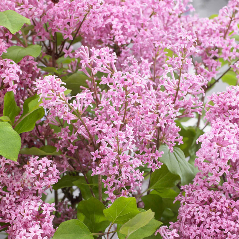 Syringa Plant 'Flowerfesta Pink'