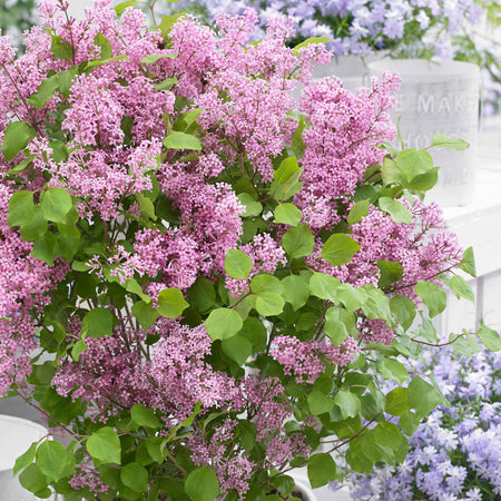 Syringa Plant 'Flowerfesta Pink'