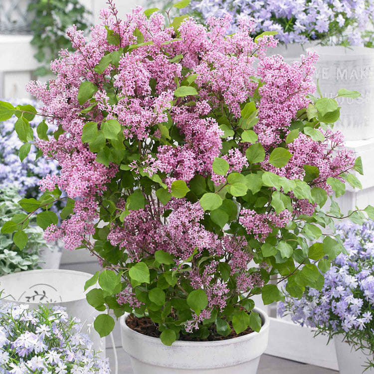 Syringa Plant 'Flowerfesta Pink'