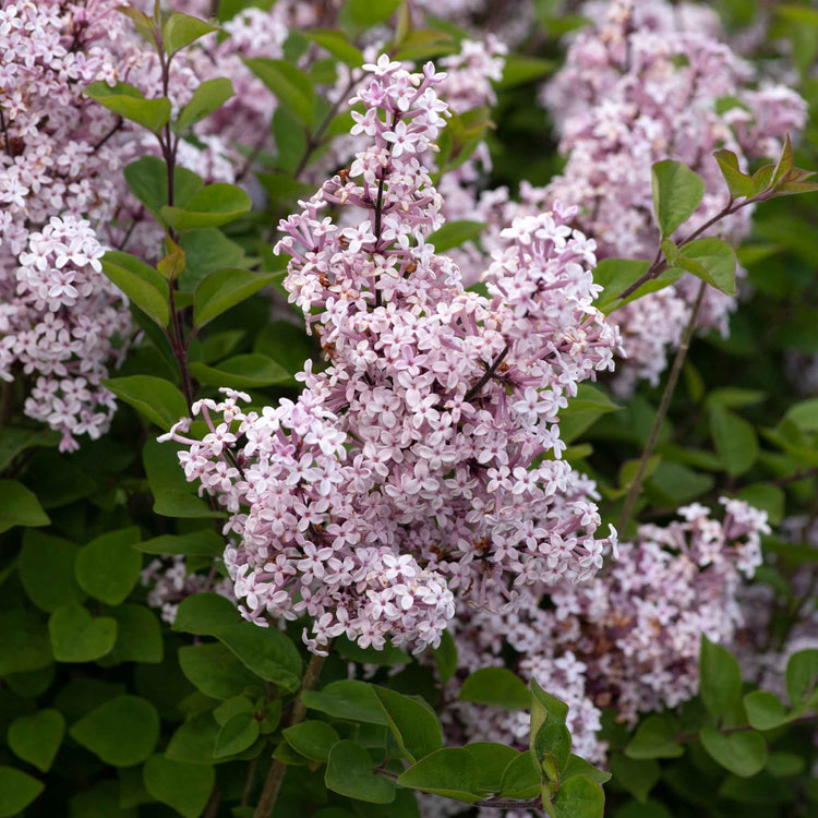 Syringa Plant 'Flowerfesta Pink'