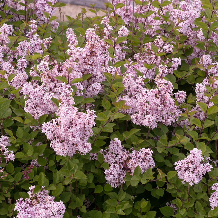 Syringa Plant 'Flowerfesta Pink'