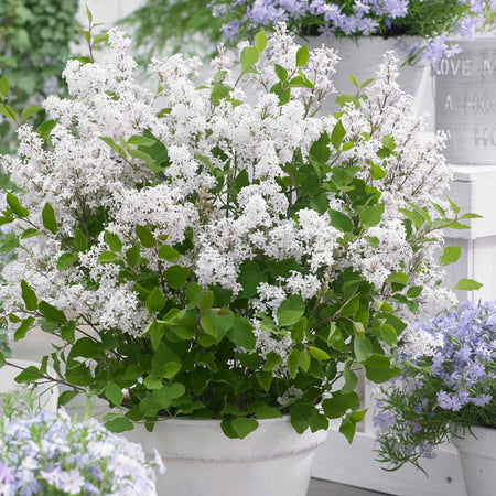 Syringa Plant 'Flowerfesta White'