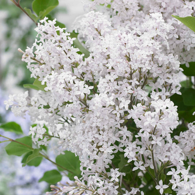 Syringa Plant 'Flowerfesta White'