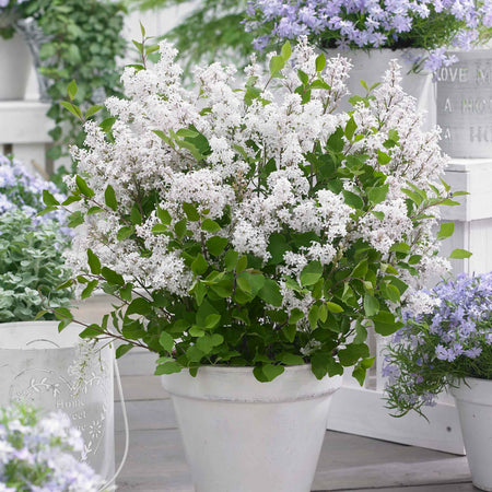 Syringa Plant 'Flowerfesta White'