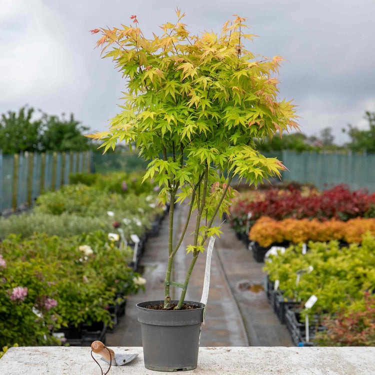 Acer Plant 'Orange Dream'