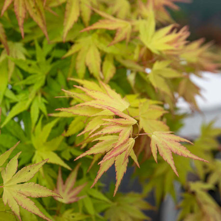 Acer Plant 'Orange Dream'