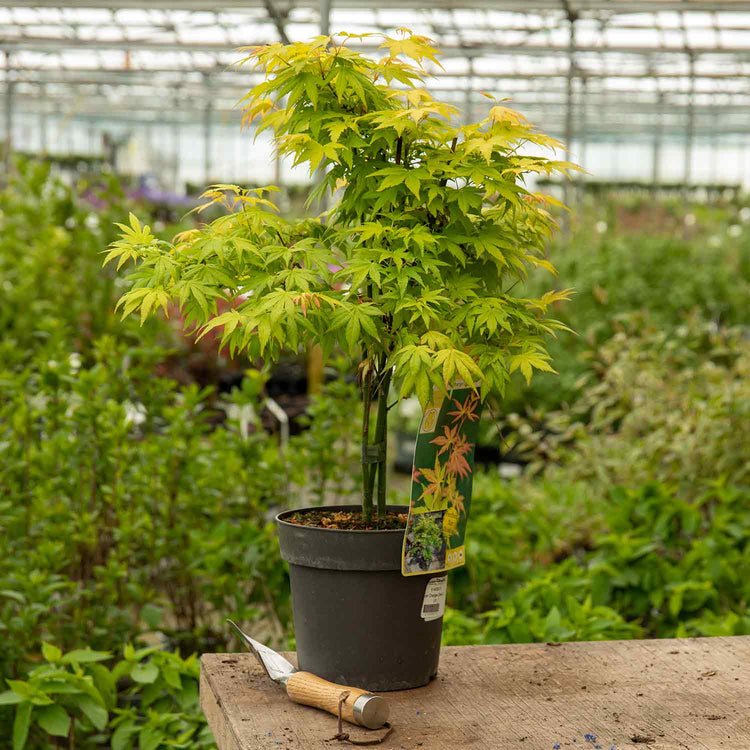 Acer Plant 'Orange Dream'