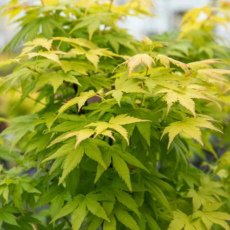 Acer Plant 'Orange Dream'