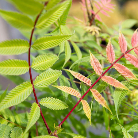 Sorbaria sorbifolia Plant 'Sem'