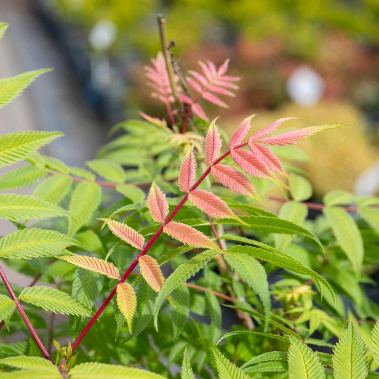 Sorbaria sorbifolia Plant 'Sem'