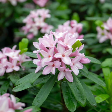 Daphne Plant 'Pink Fragrance'