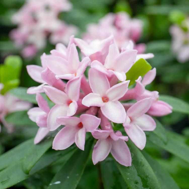 Daphne Plant 'Pink Fragrance'