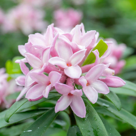 Daphne Plant 'Pink Fragrance'