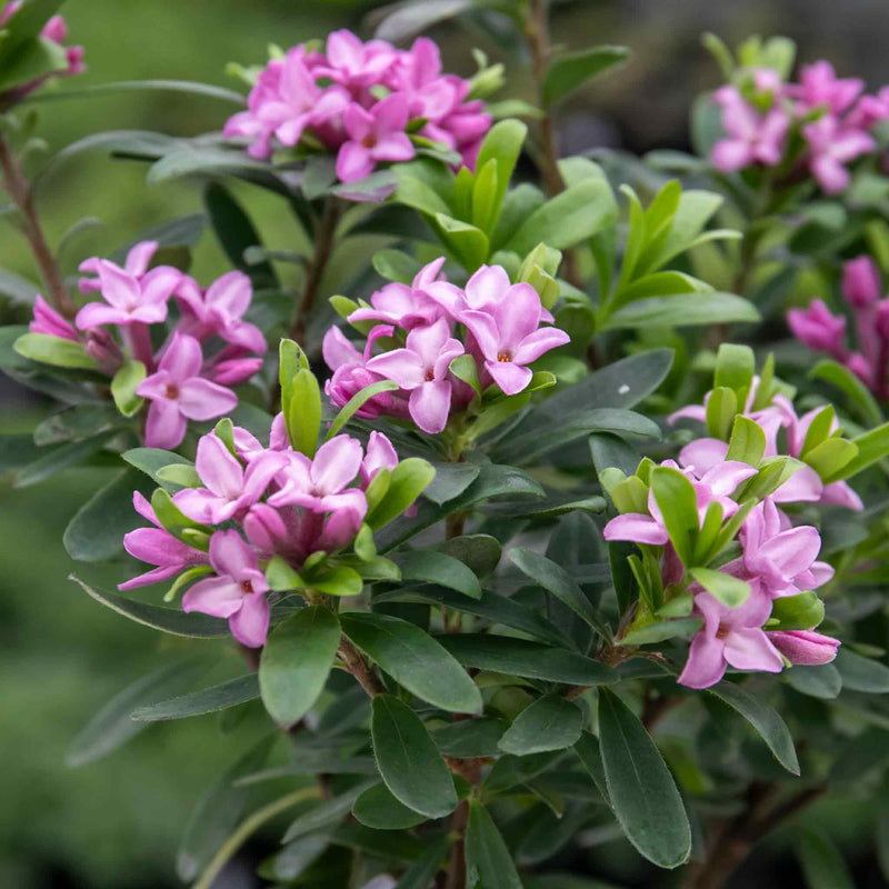 Daphne Plant 'Pink Fragrance'