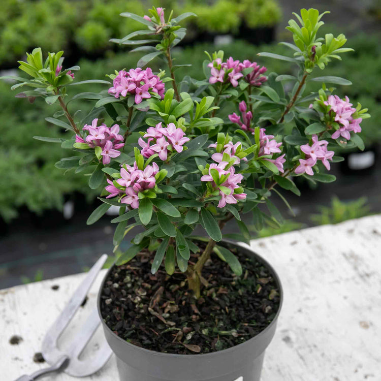 Daphne Plant 'Pink Fragrance'