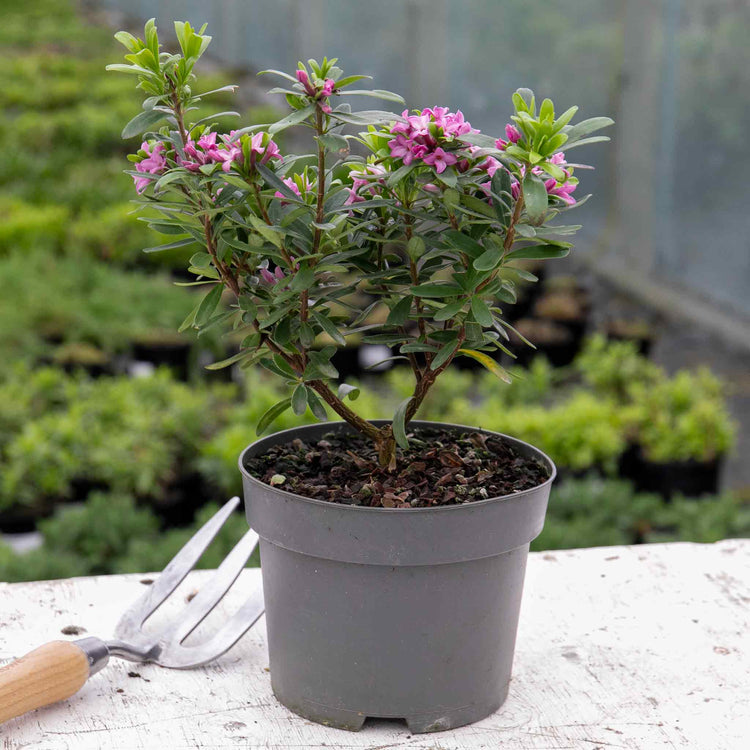 Daphne Plant 'Pink Fragrance'