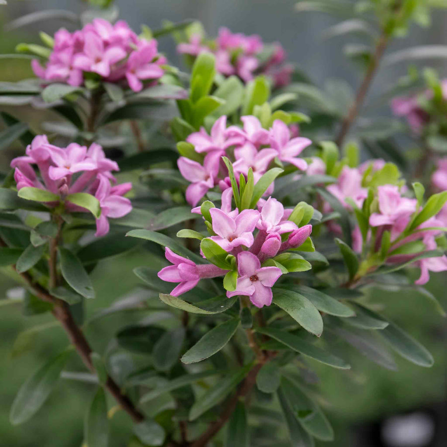 Daphne 'Pink Fragrance' 1.1.5L Plant Buy Daphne Plants Online