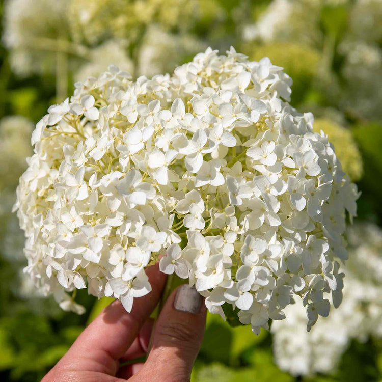 Hydrangea Plant 'Annabelle'