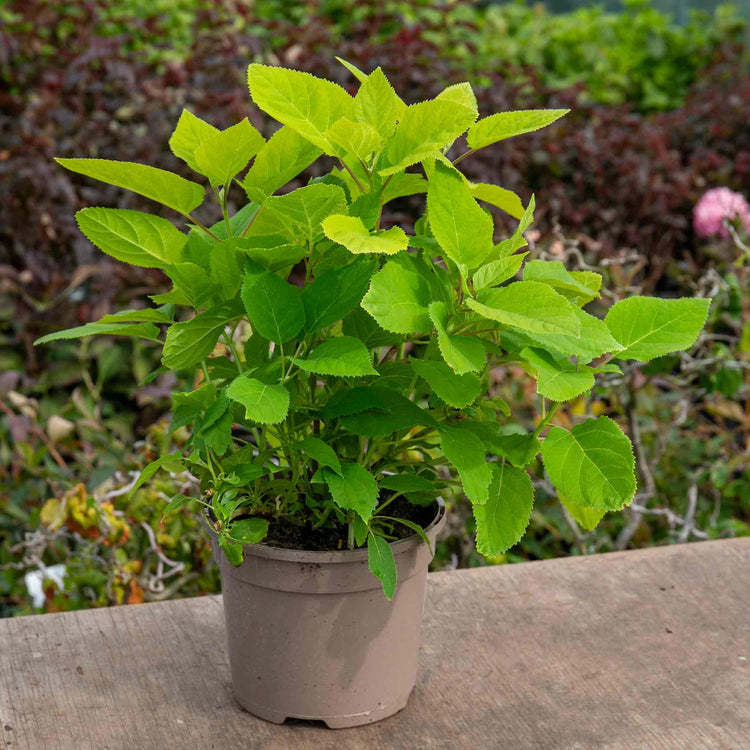 Hydrangea Plant 'Annabelle'