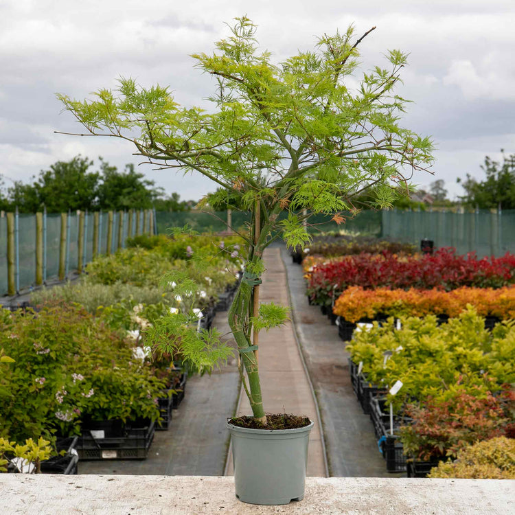 Acer palmatum Plant 'Emerald Lace'