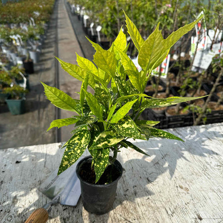 Aucuba Japonica Plant 'Golden Girl'