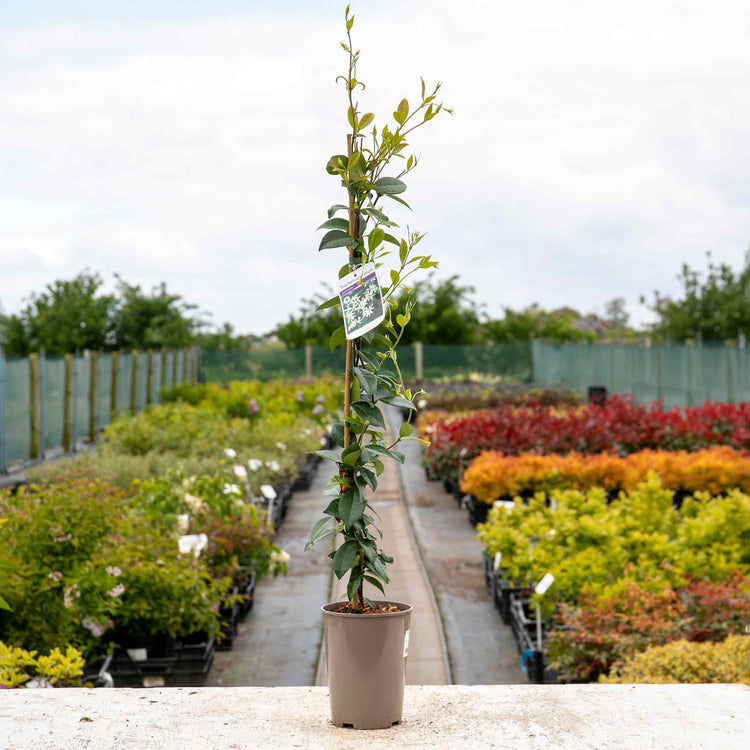 Star Jasmine Plant 'Star Jasmine'