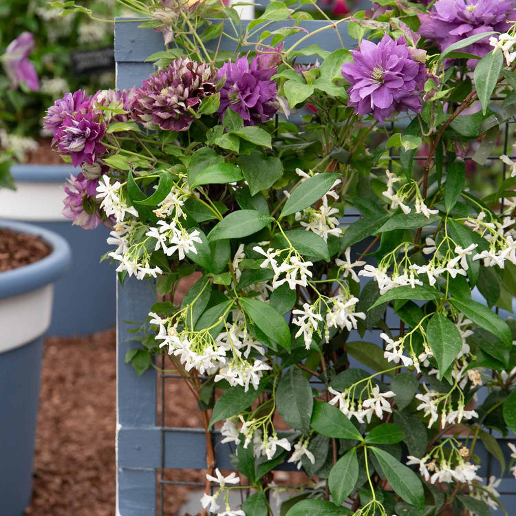 Star Jasmine Plant 'Star Jasmine'