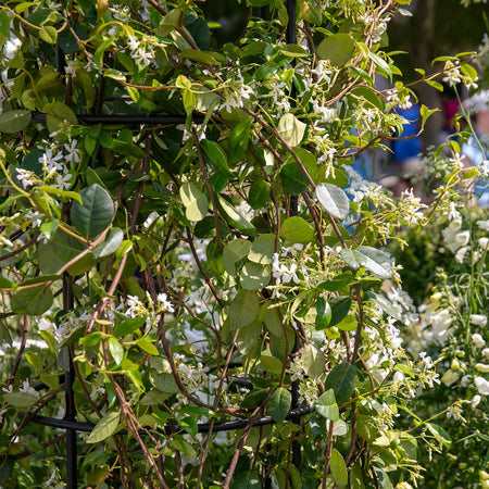 Star Jasmine Plant 'Star Jasmine'