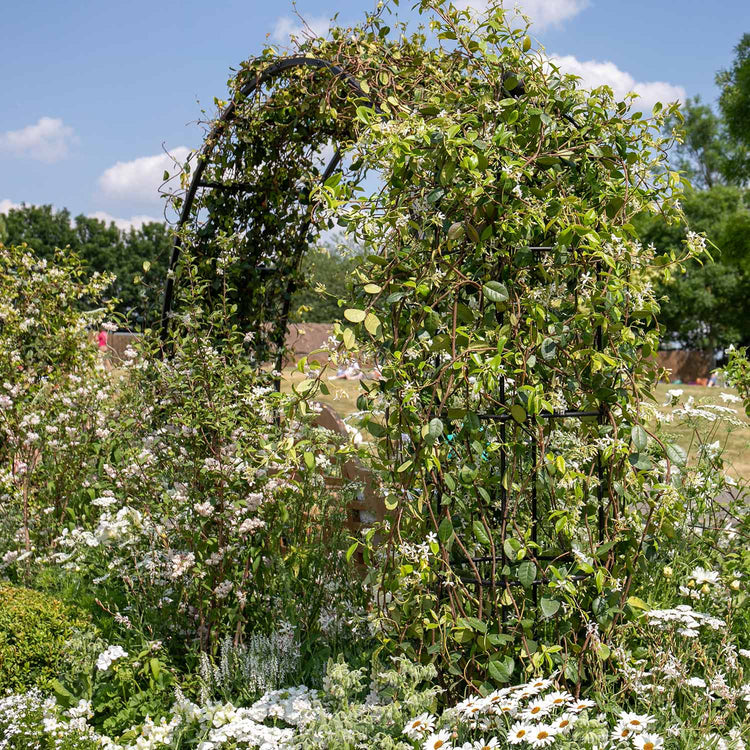 Star Jasmine Plant 'Star Jasmine'