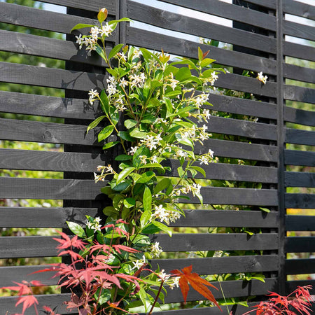 Star Jasmine Plant 'Star Jasmine'