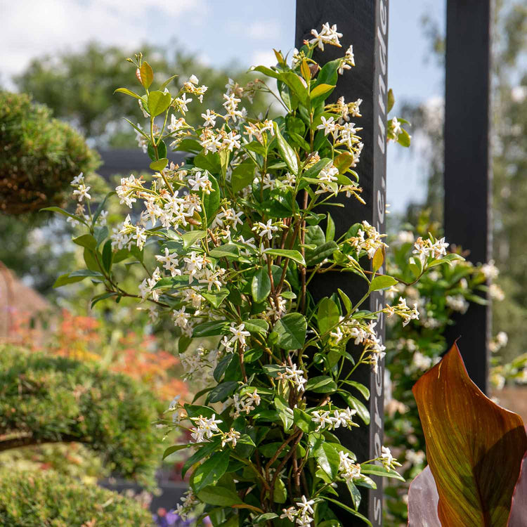 Star Jasmine Plant 'Star Jasmine'