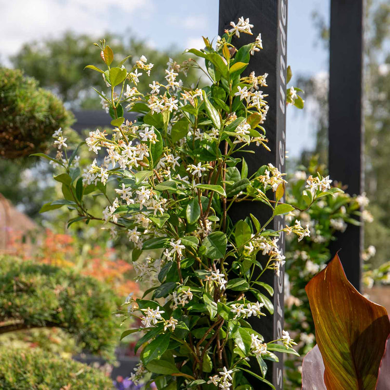 Star Jasmine Plant 'Star Jasmine'