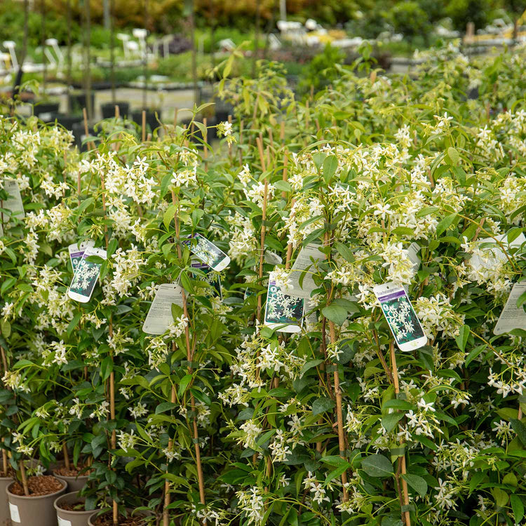 Star Jasmine Plant 'Star Jasmine'