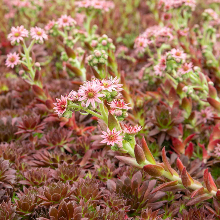 Sempervivum Plant 'Coral Red'