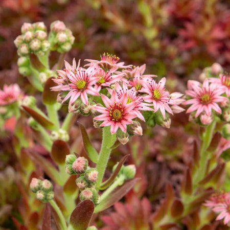 Sempervivum Plant 'Coral Red'