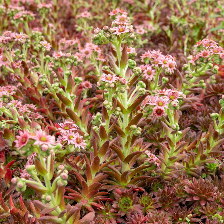 Sempervivum Plant 'Coral Red'