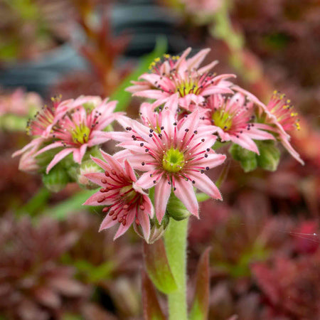 Sempervivum Plant 'Coral Red'