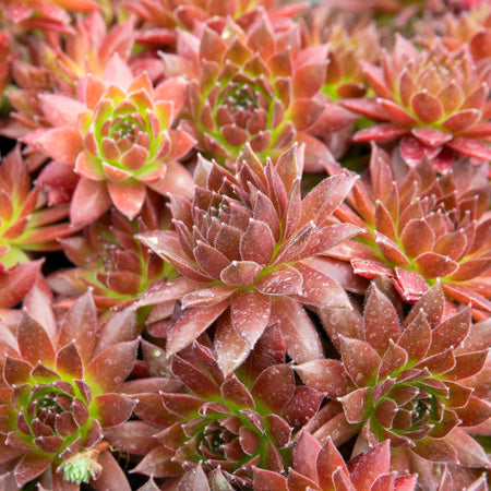 Sempervivum Plant 'Coral Red'