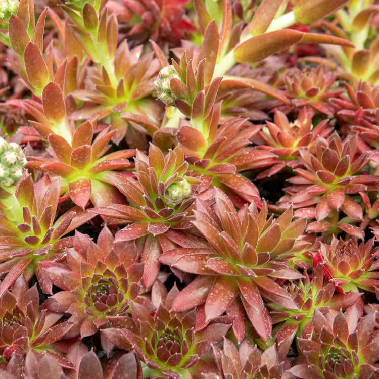 Sempervivum Plant 'Coral Red'