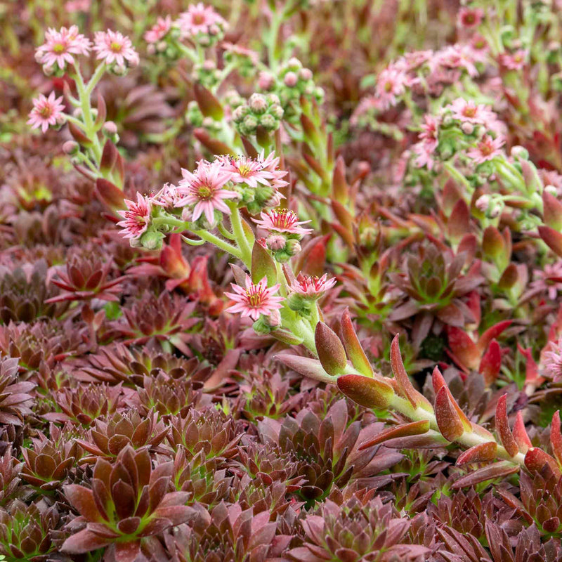Sempervivum Plant 'Coral Red'