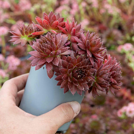 Sempervivum Plant 'Coral Red'