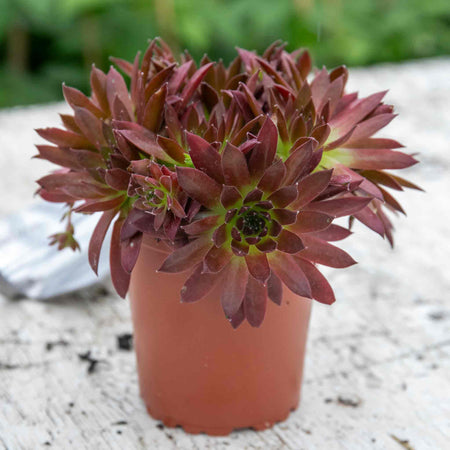 Sempervivum Plant 'Coral Red'
