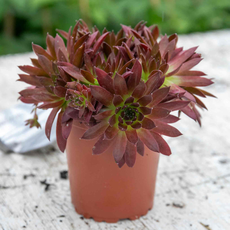 Sempervivum Plant 'Coral Red'