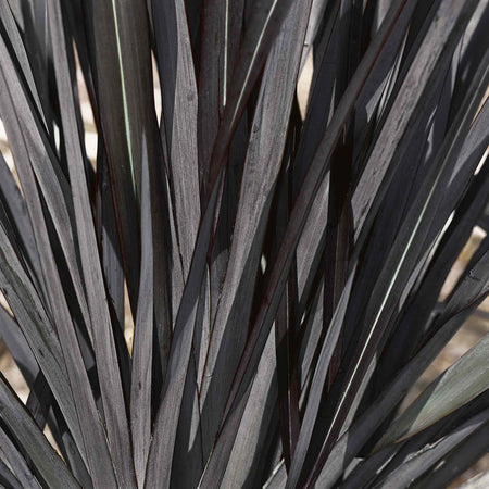 Phormium 'Black Velvet'